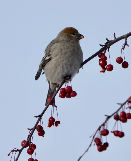 Hakengimpel - ML647002015