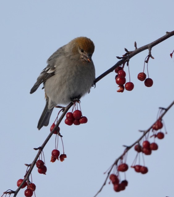Hakengimpel - ML647002016
