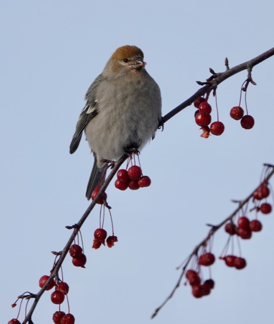 Hakengimpel - ML647002017