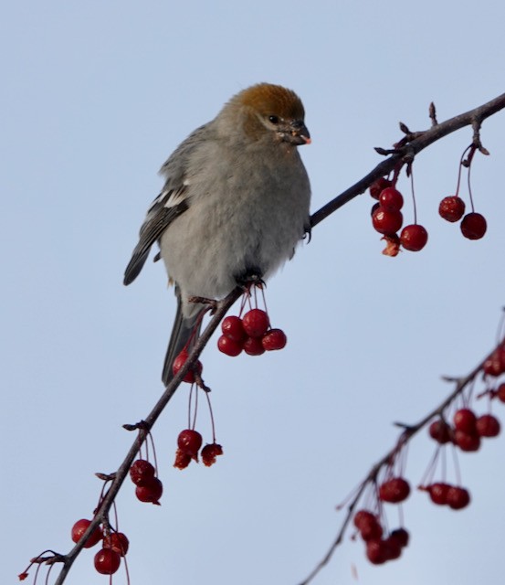 Hakengimpel - ML647002018