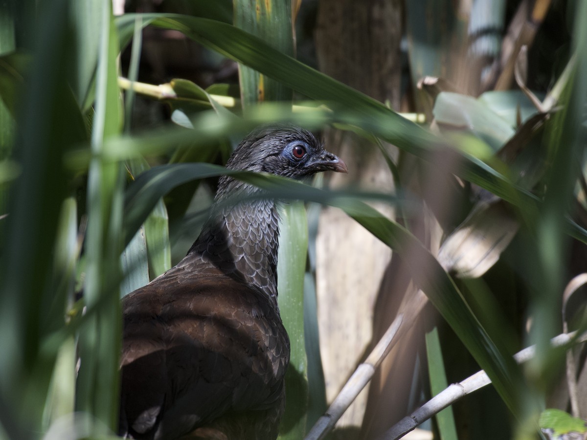 Andean Guan - ML647002019