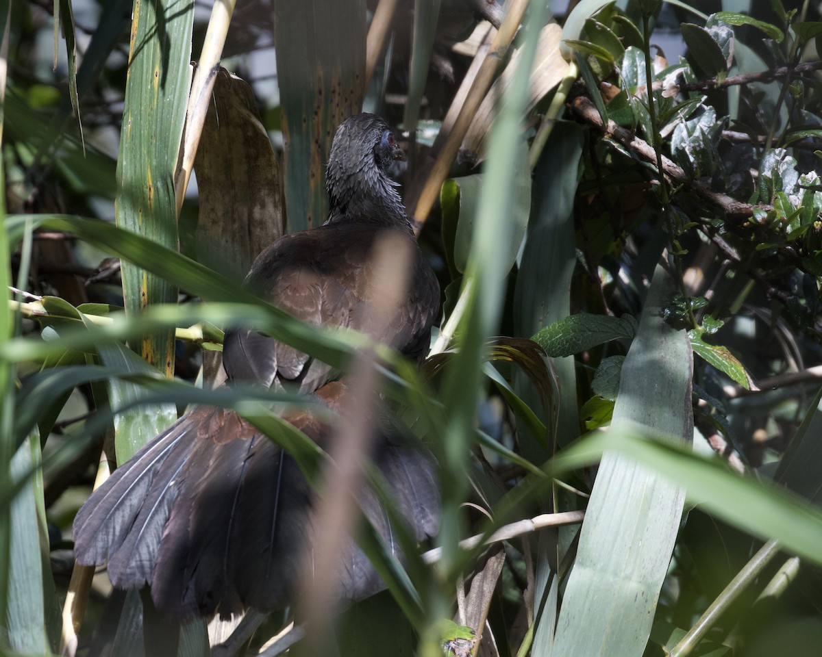 Andean Guan - ML647002020