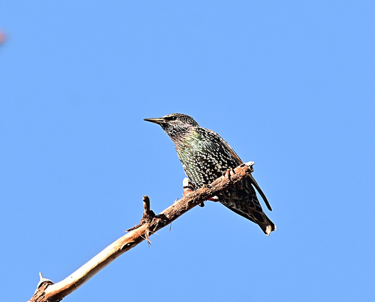 Arabazozo pikarta - ML647002023