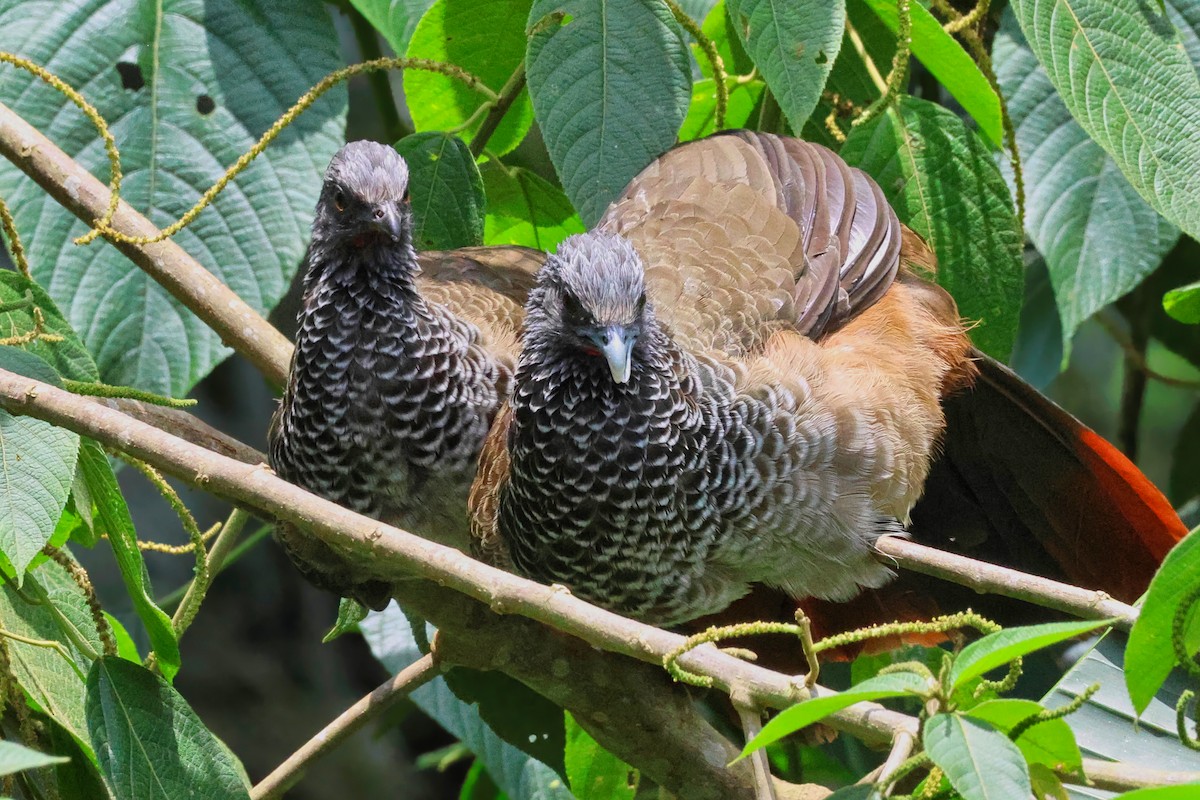 コロンビアヒメシャクケイ - ML647002027