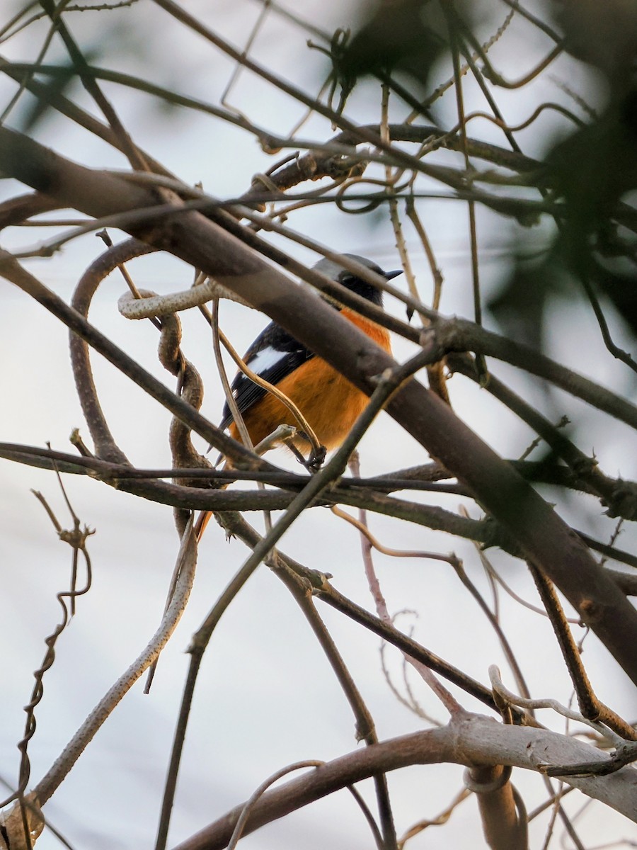 Горихвістка сибірська - ML647002031