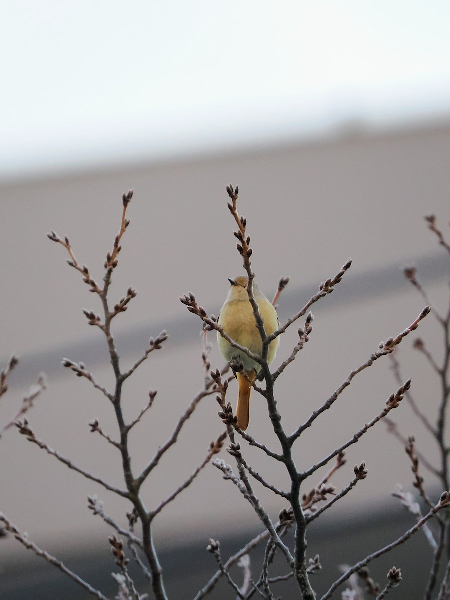 Горихвістка сибірська - ML647002032