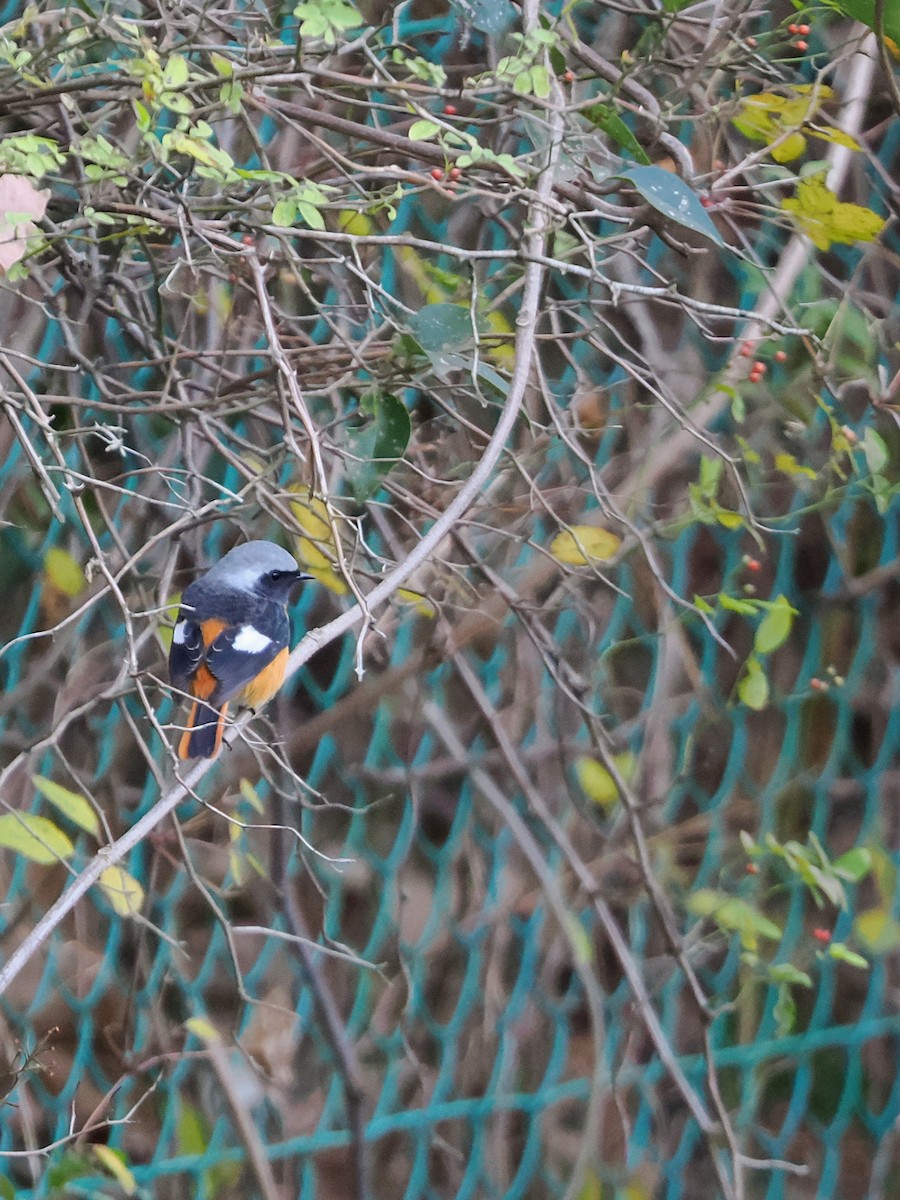 Горихвістка сибірська - ML647002033