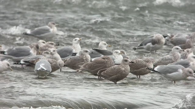 Мартин берингійський - ML647002034