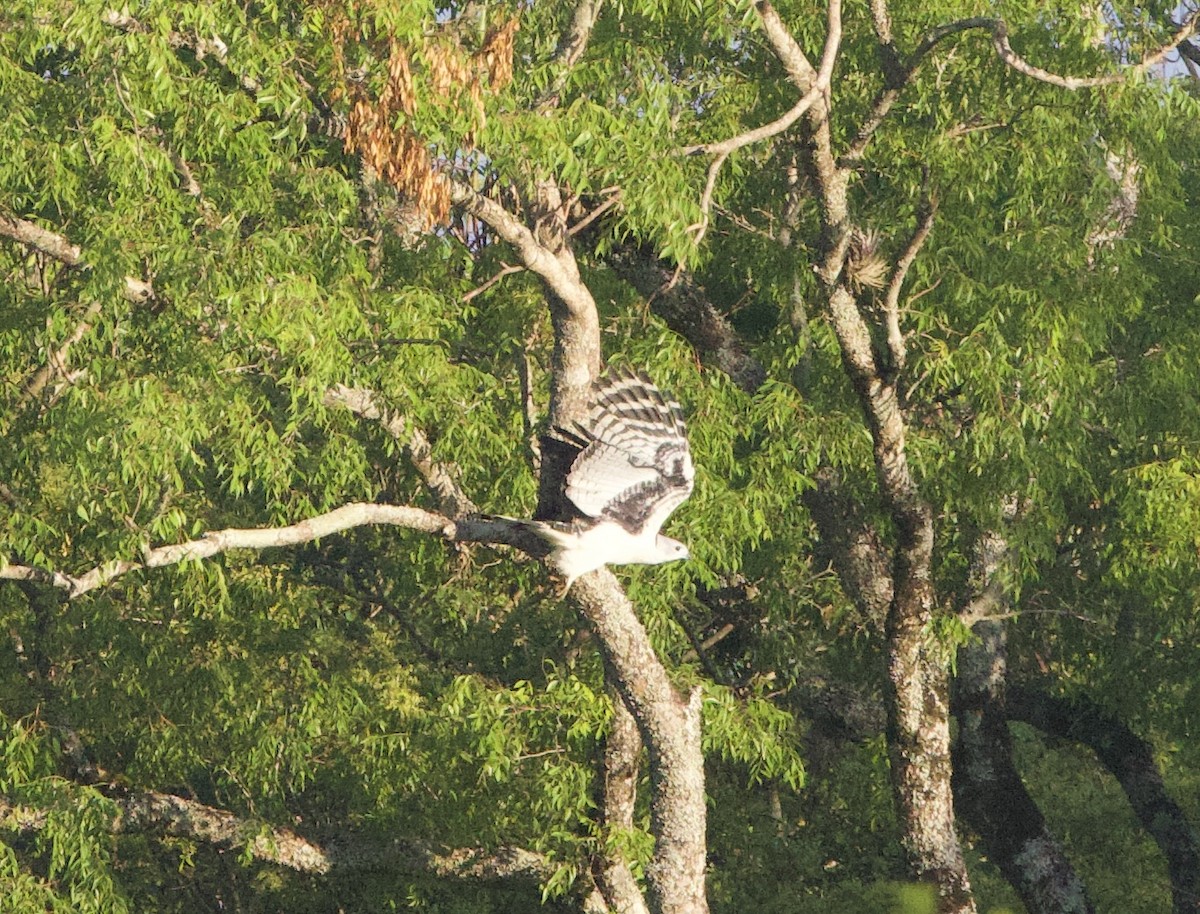 Gri Başlı Çaylak - ML647002035