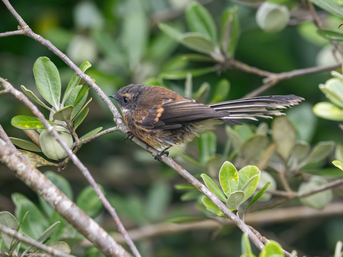 Новозеландская веерохвостка - ML647002039
