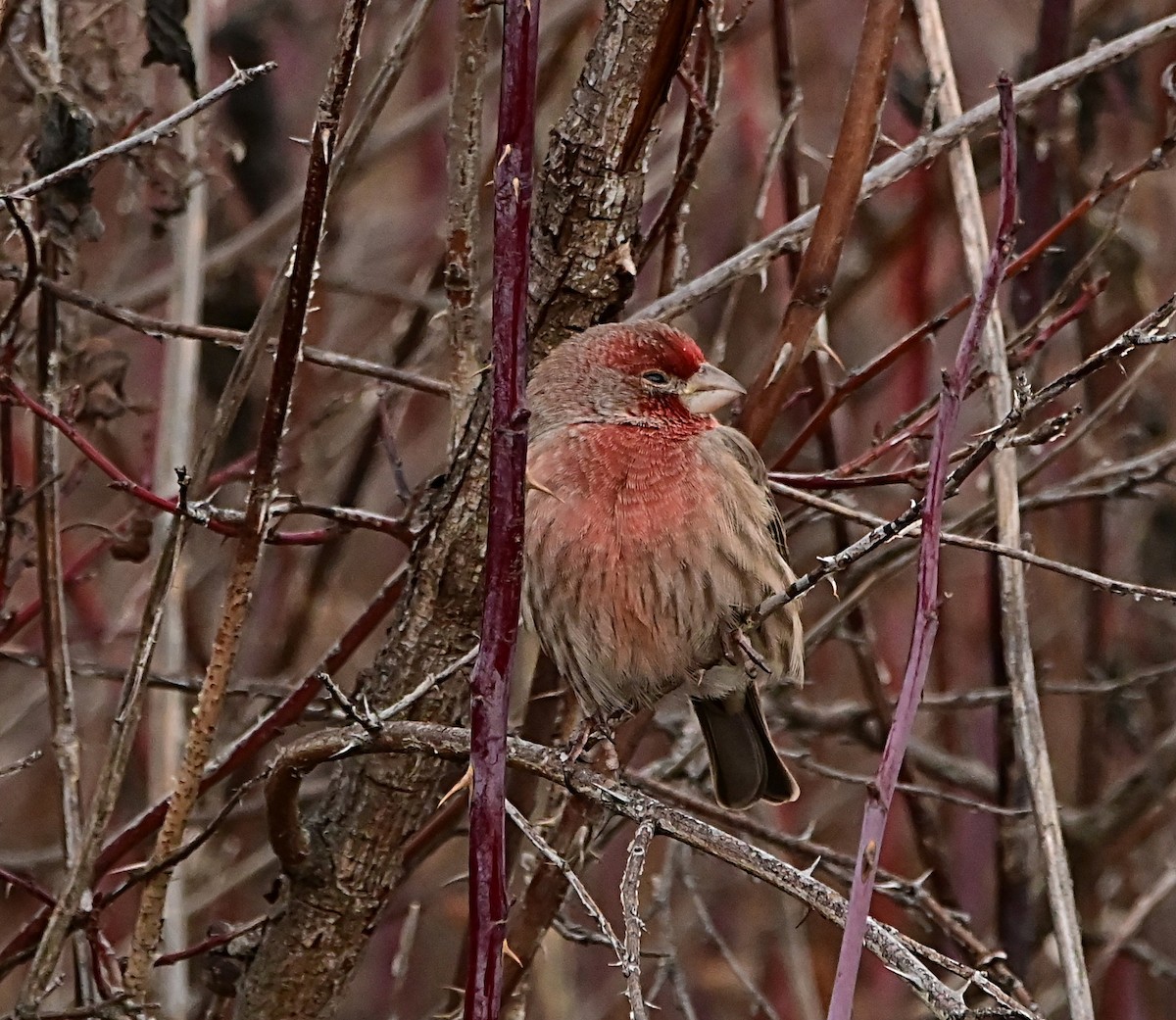 Burugorri arrunta - ML647002040