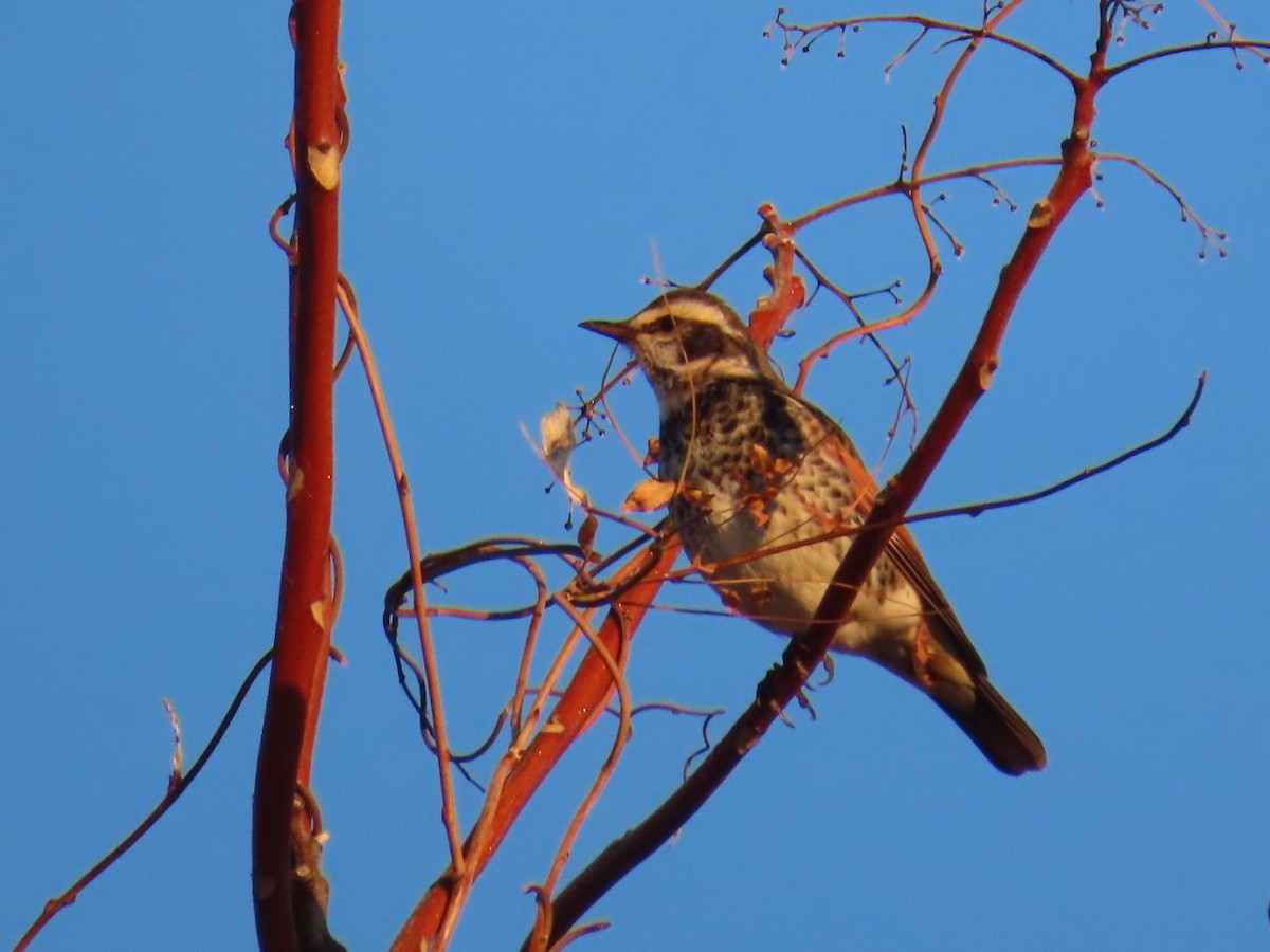 svartflekktrost - ML647002041