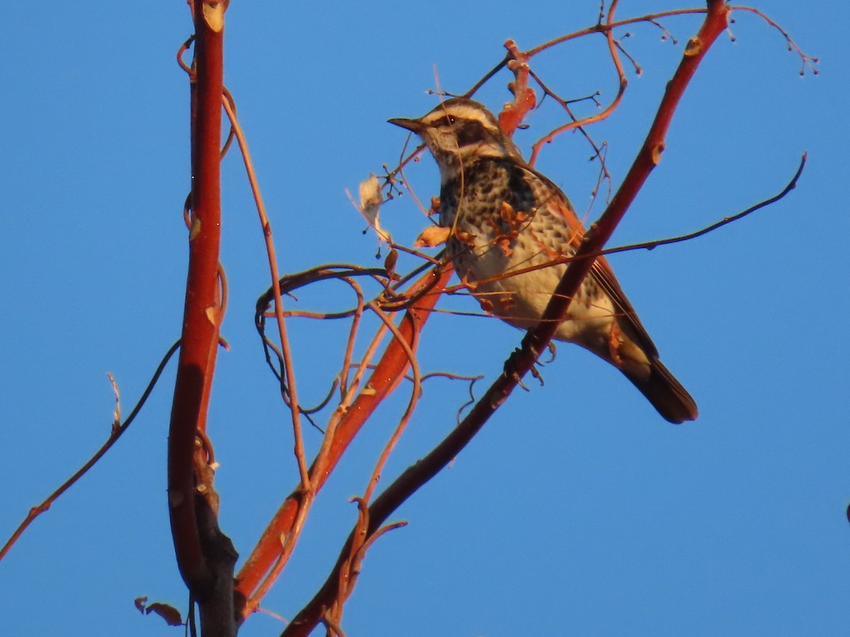 svartflekktrost - ML647002042