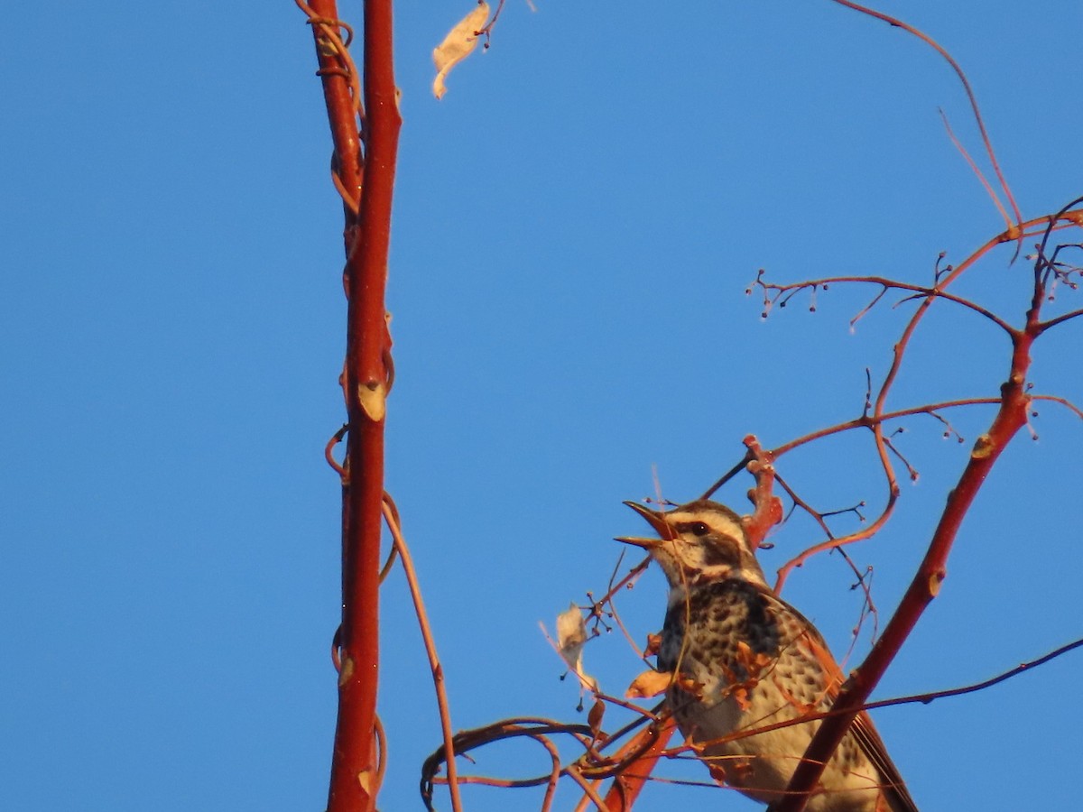 svartflekktrost - ML647002043