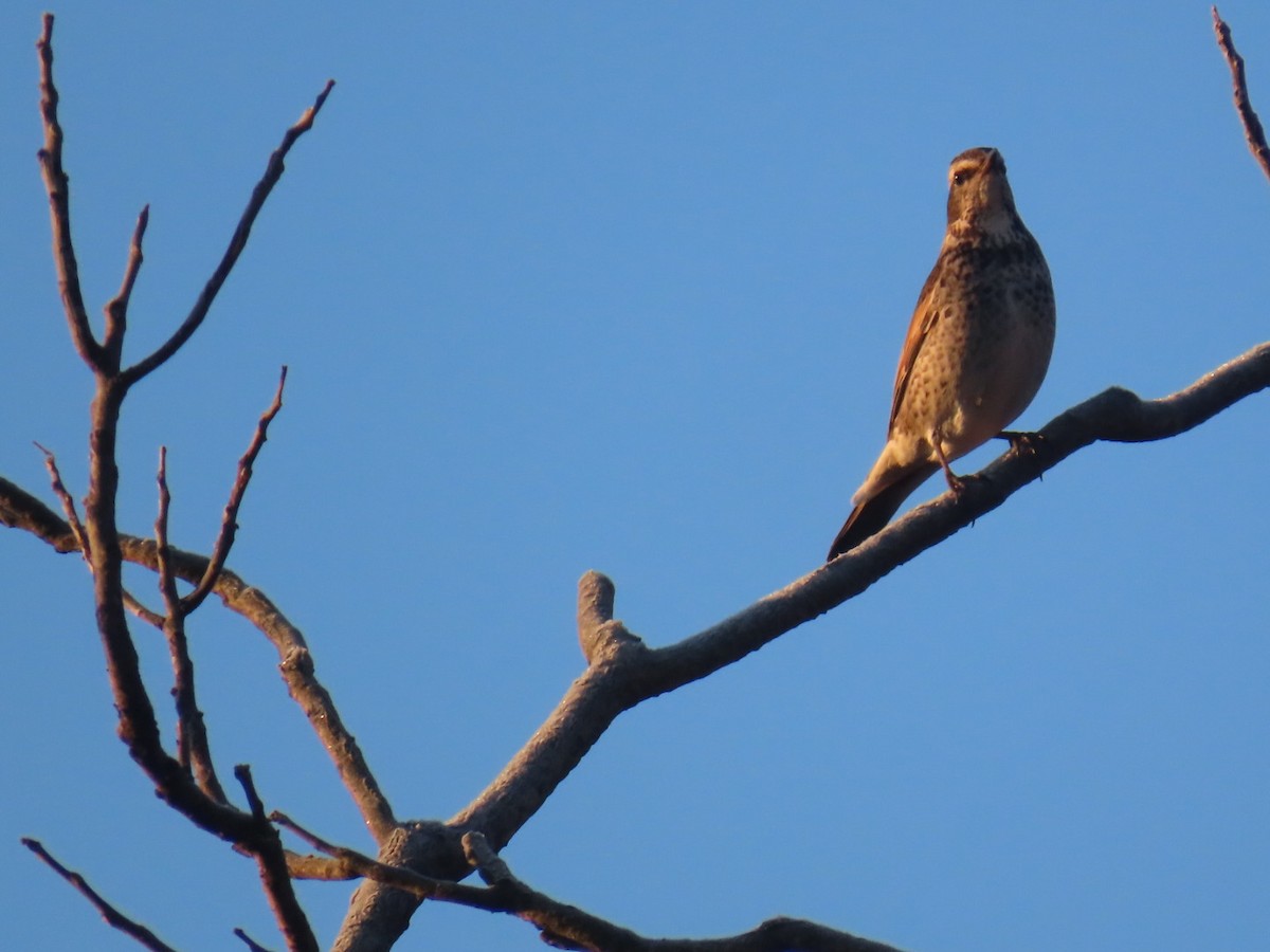 svartflekktrost - ML647002044