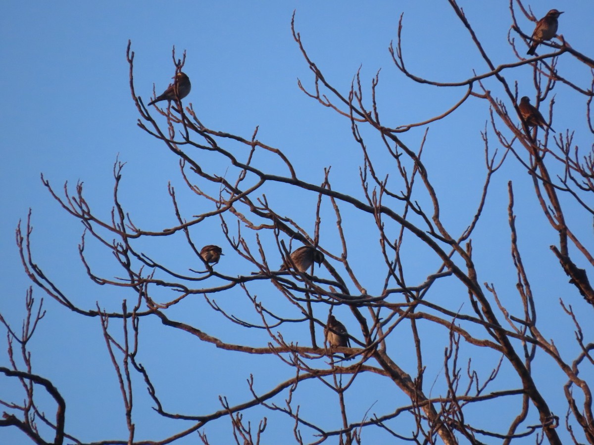 svartflekktrost - ML647002045