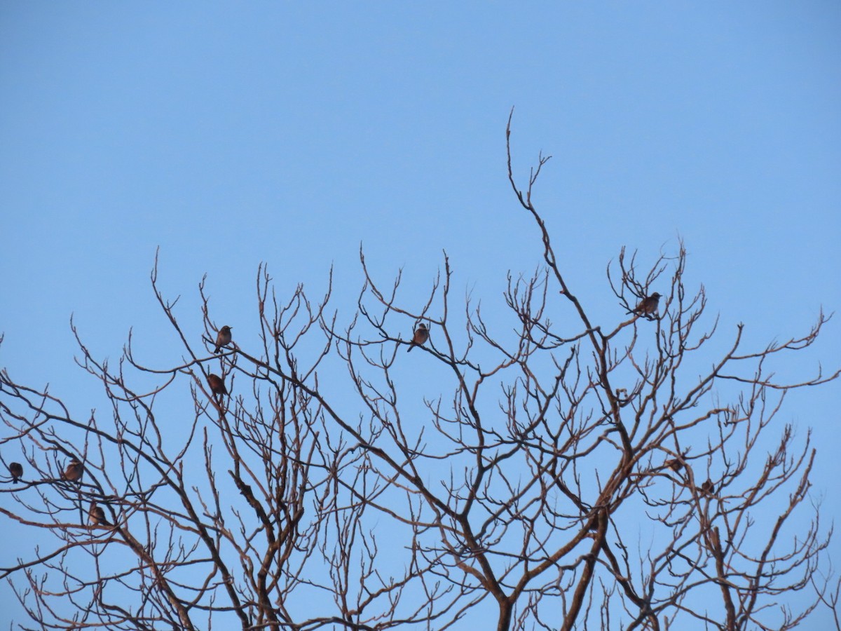 svartflekktrost - ML647002046