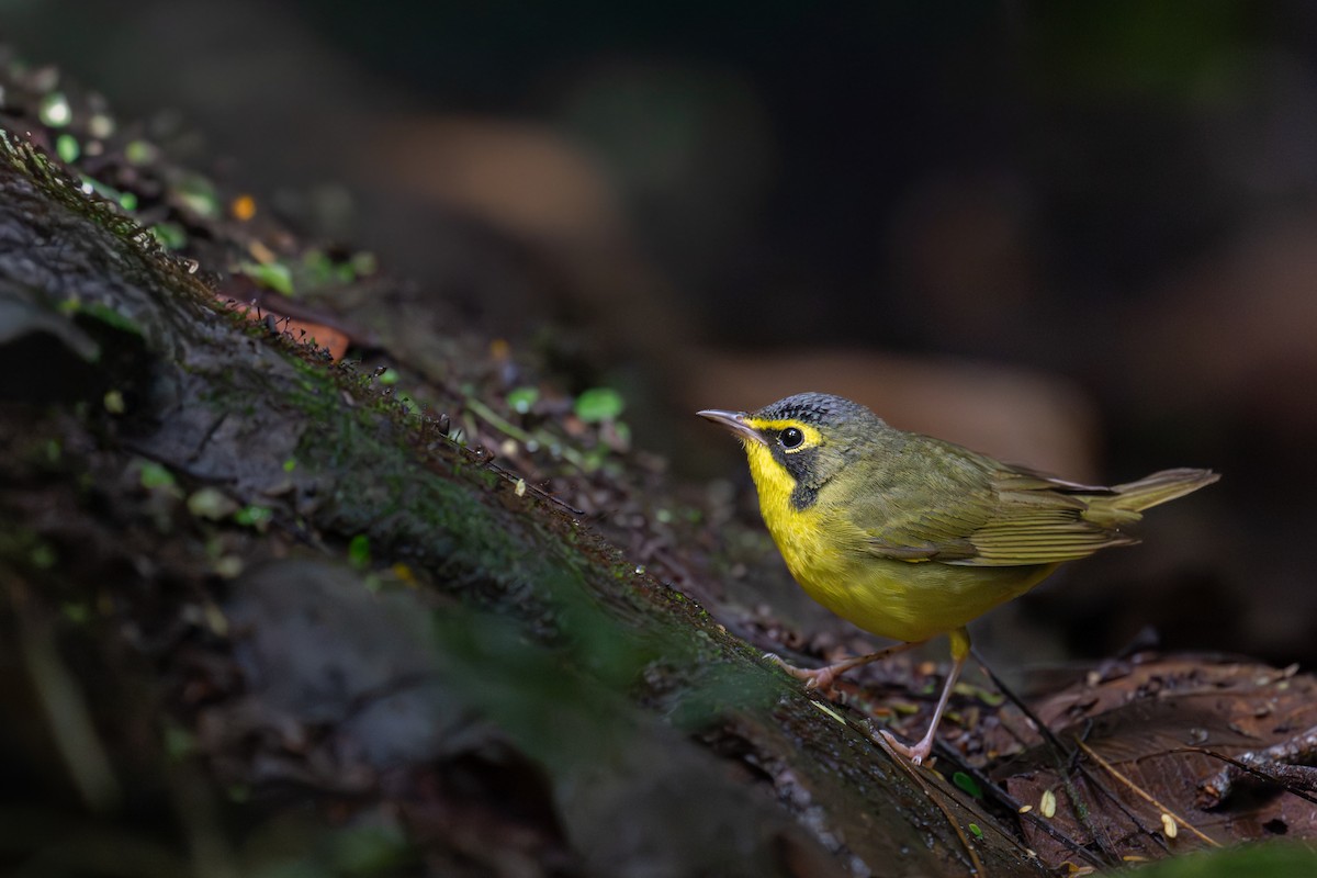 Kentucky Warbler - ML647002048