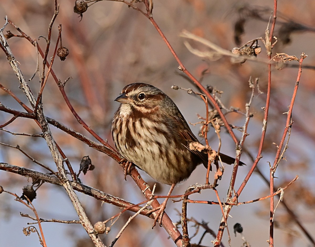 Song Sparrow - ML647002050