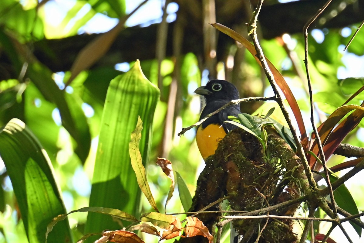 Green-backed Trogon - ML647002051