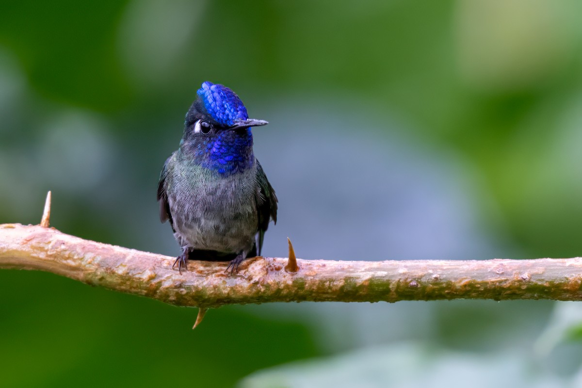 fioletthodekolibri - ML647002052