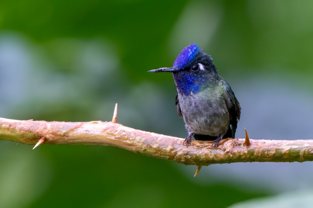 fioletthodekolibri - ML647002053