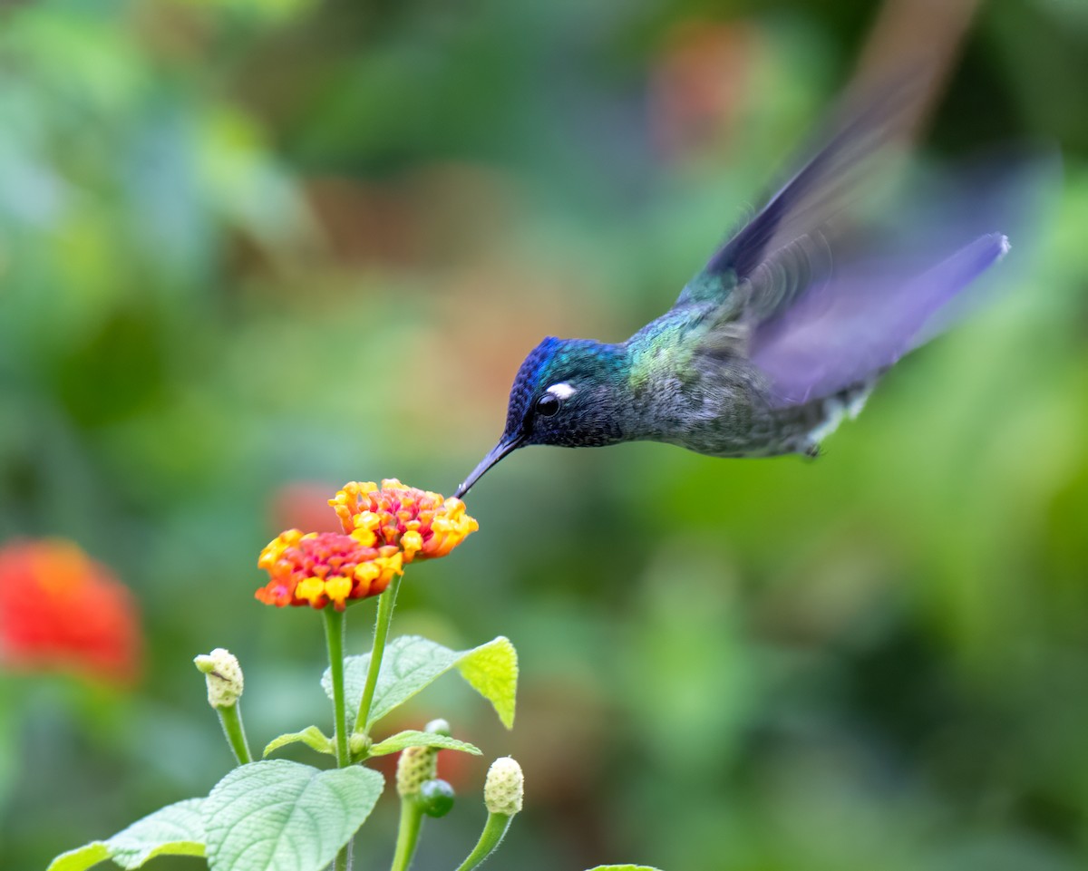 fioletthodekolibri - ML647002055