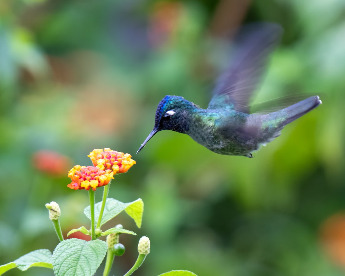 fioletthodekolibri - ML647002056