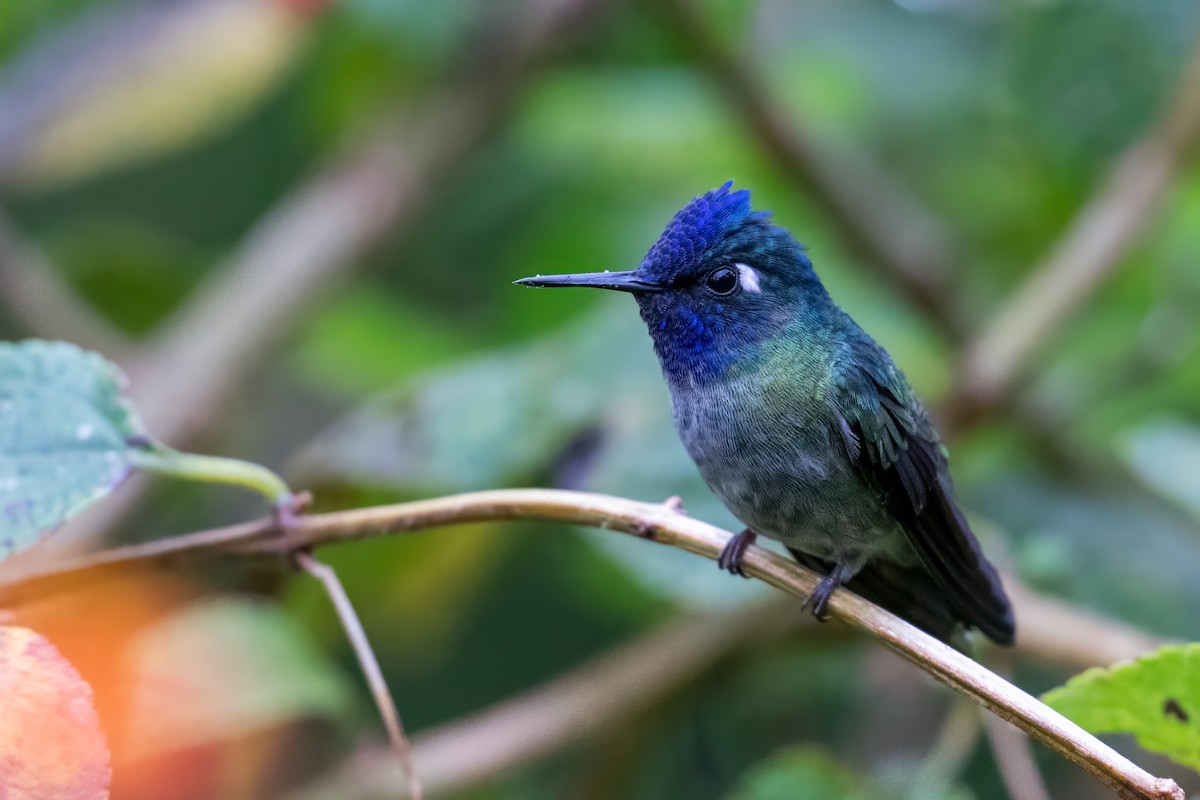 fioletthodekolibri - ML647002058