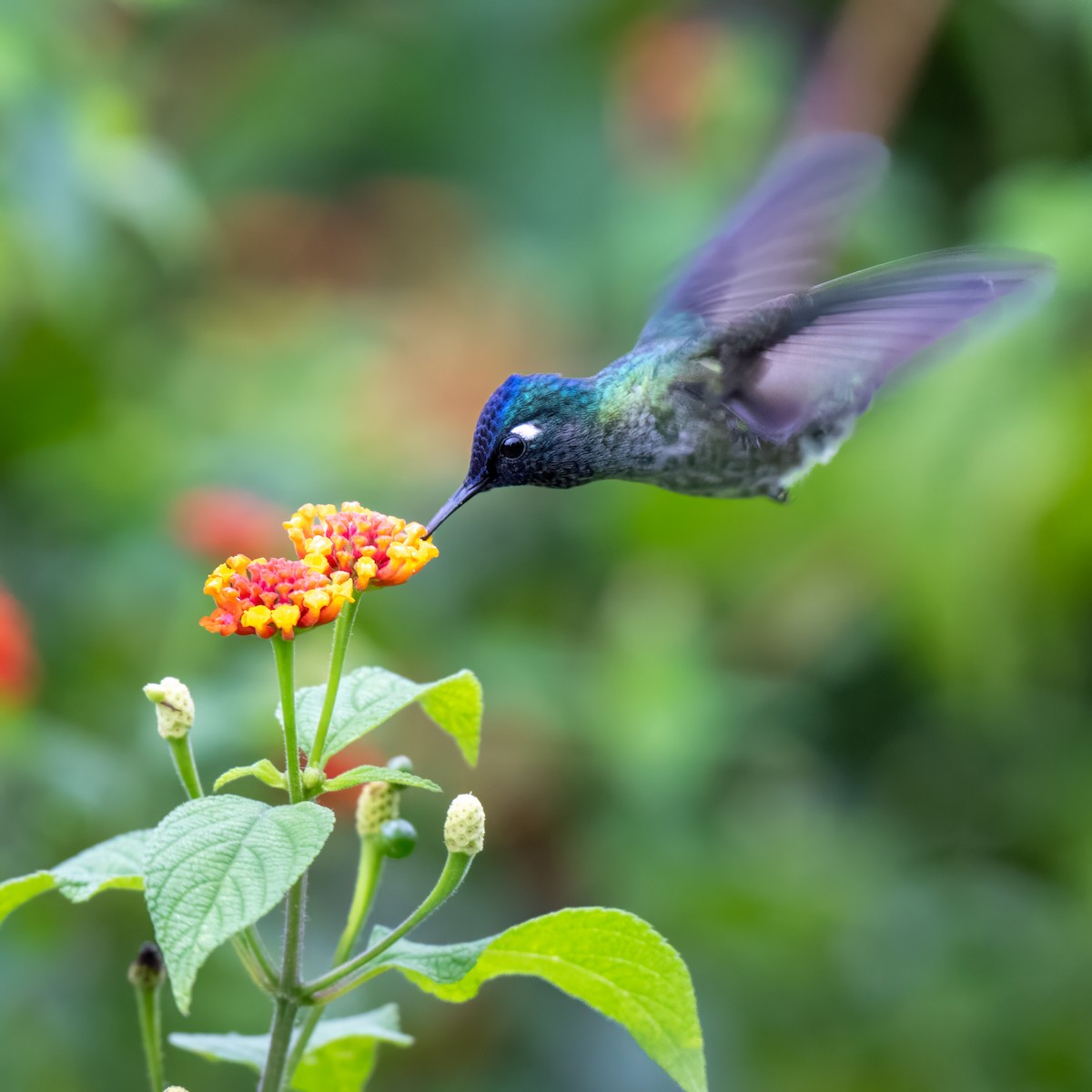 fioletthodekolibri - ML647002059