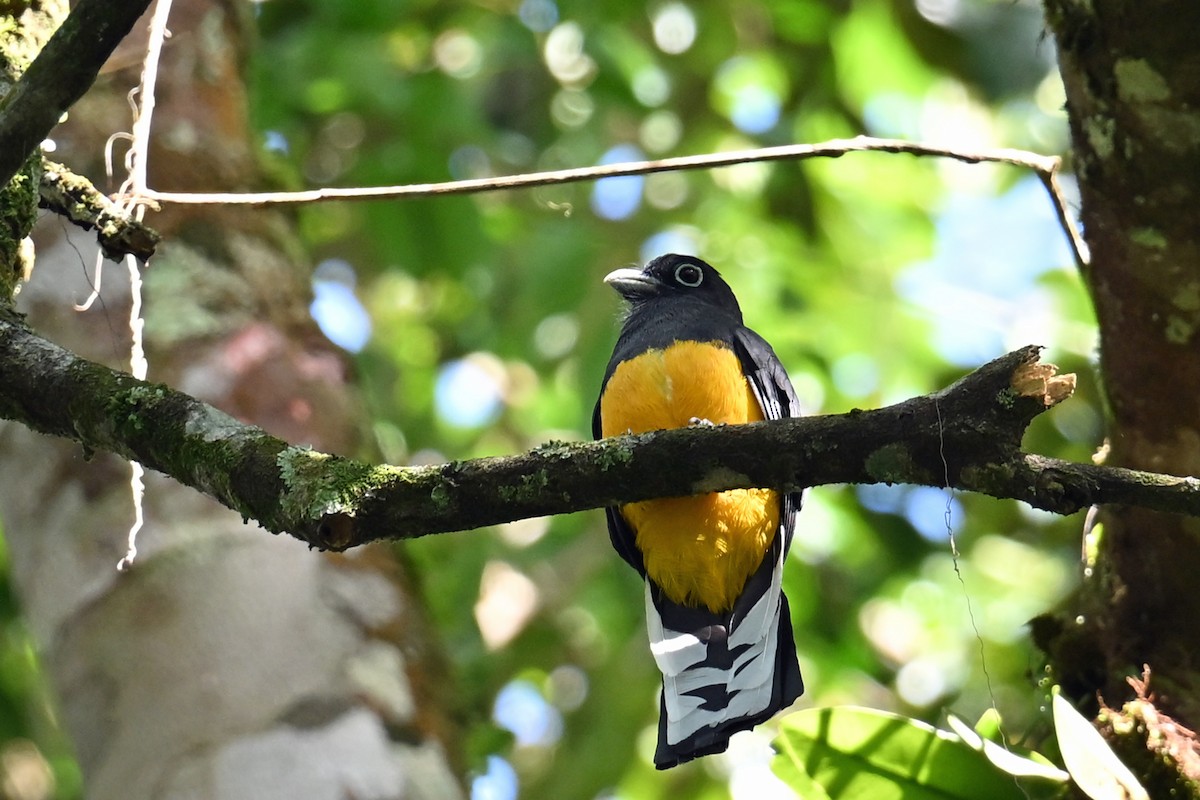 Green-backed Trogon - ML647002060