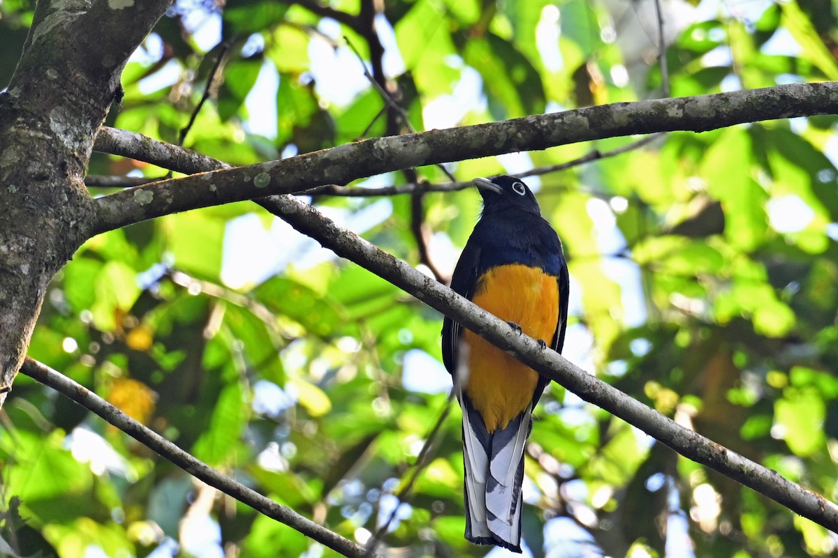 Green-backed Trogon - ML647002070