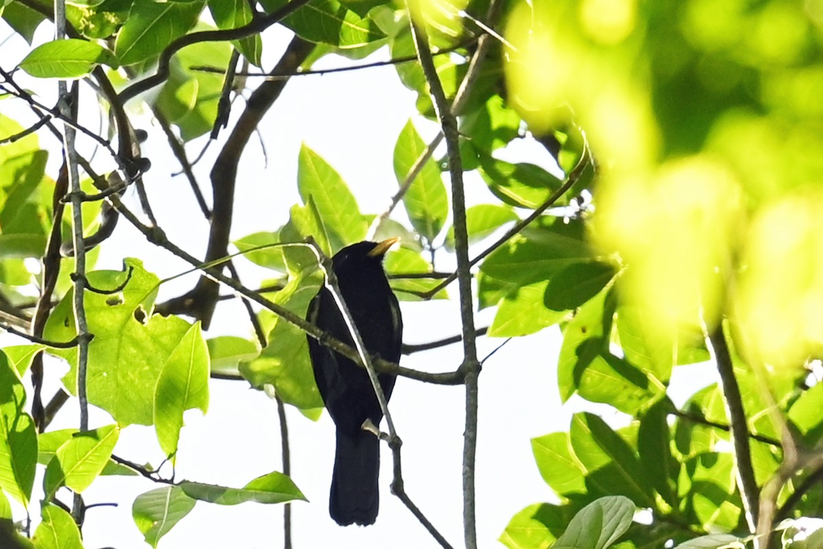 Yellow-billed Nunbird - ML647002075