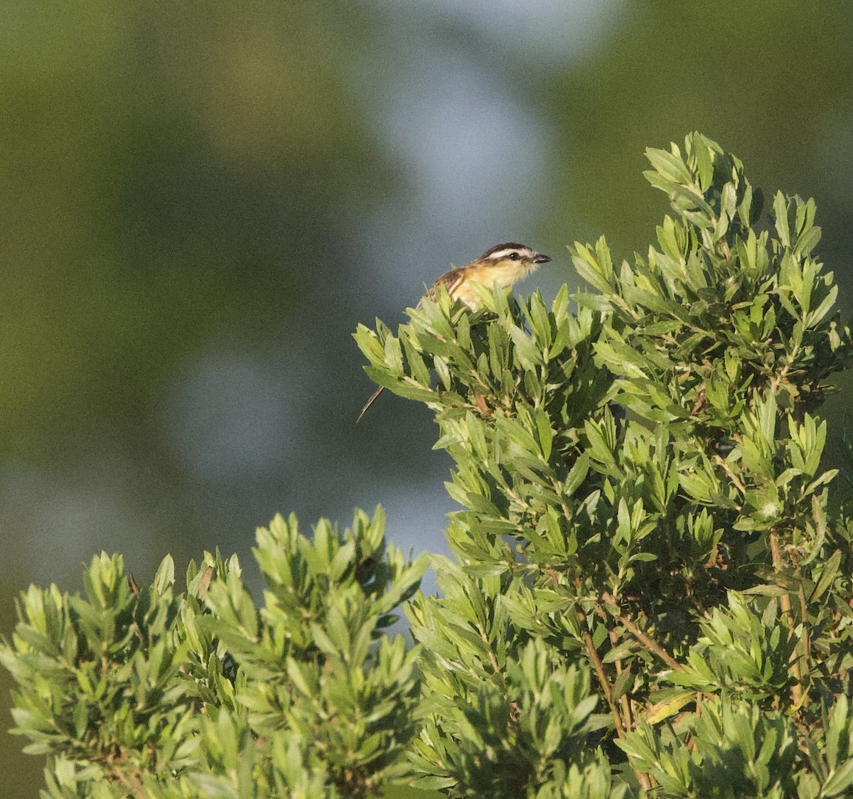 Sivri Kuyruklu Tiran - ML647002077