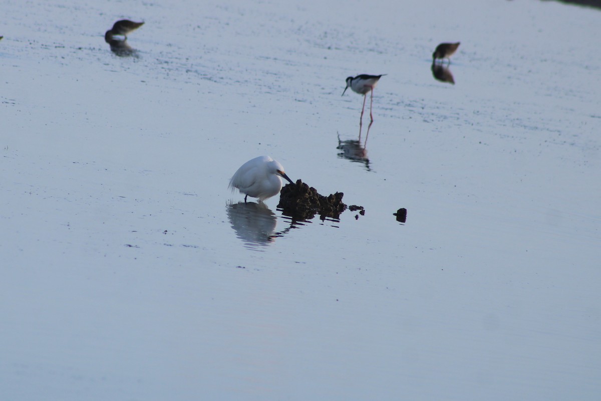 ユキコサギ - ML647002078