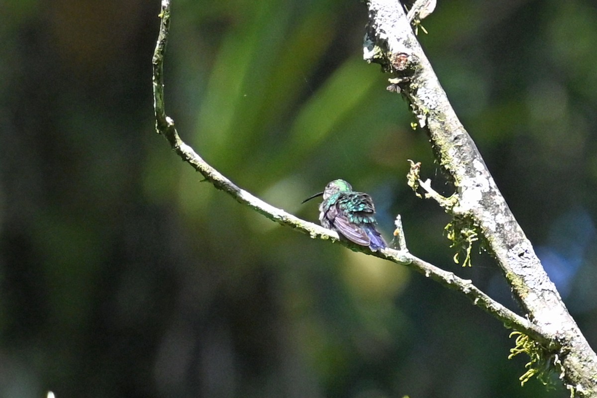 White-vented Plumeleteer - ML647002081