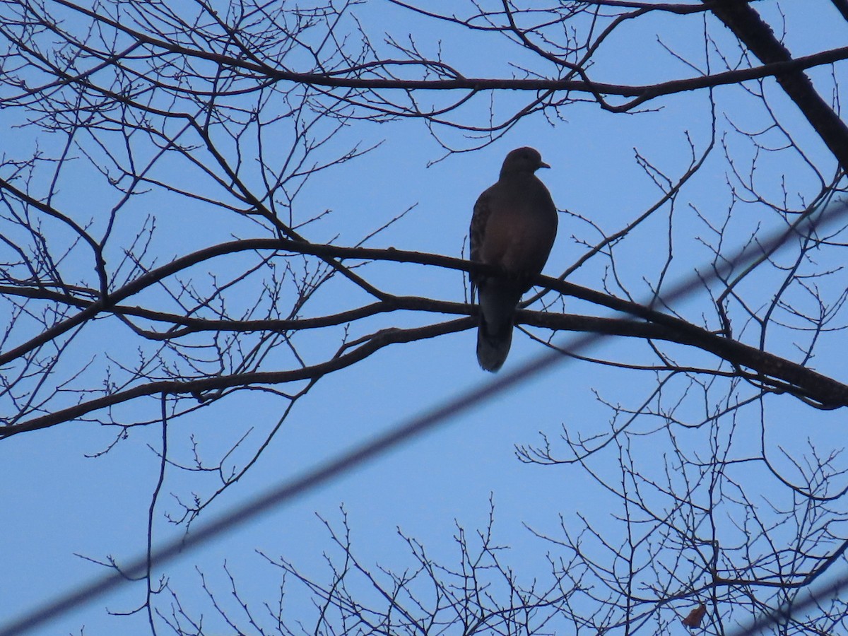 mongolturteldue - ML647002092