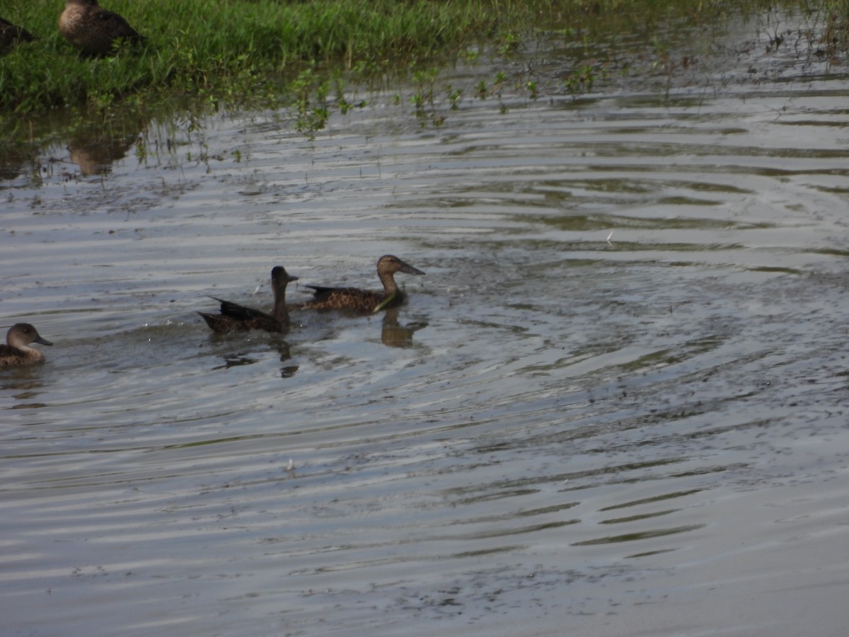 Австралийская широконоска - ML647002093