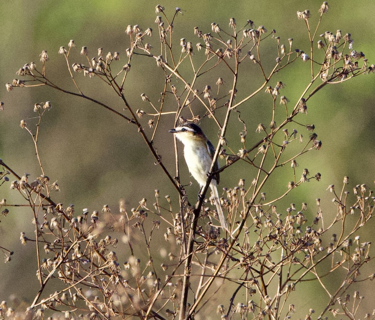 Sivri Kuyruklu Tiran - ML647002094