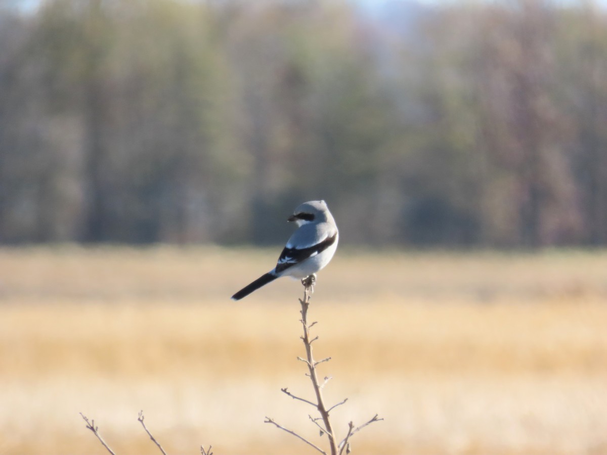 Сорокопуд американський - ML647002096