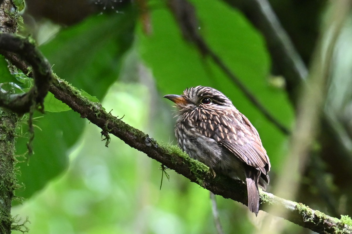 White-chested Puffbird - ML647002097