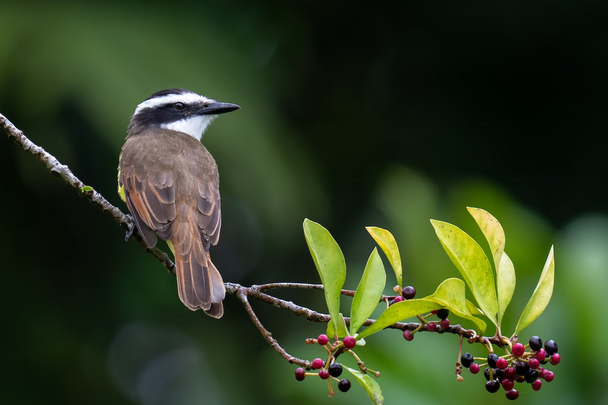 storkiskadi - ML647002101