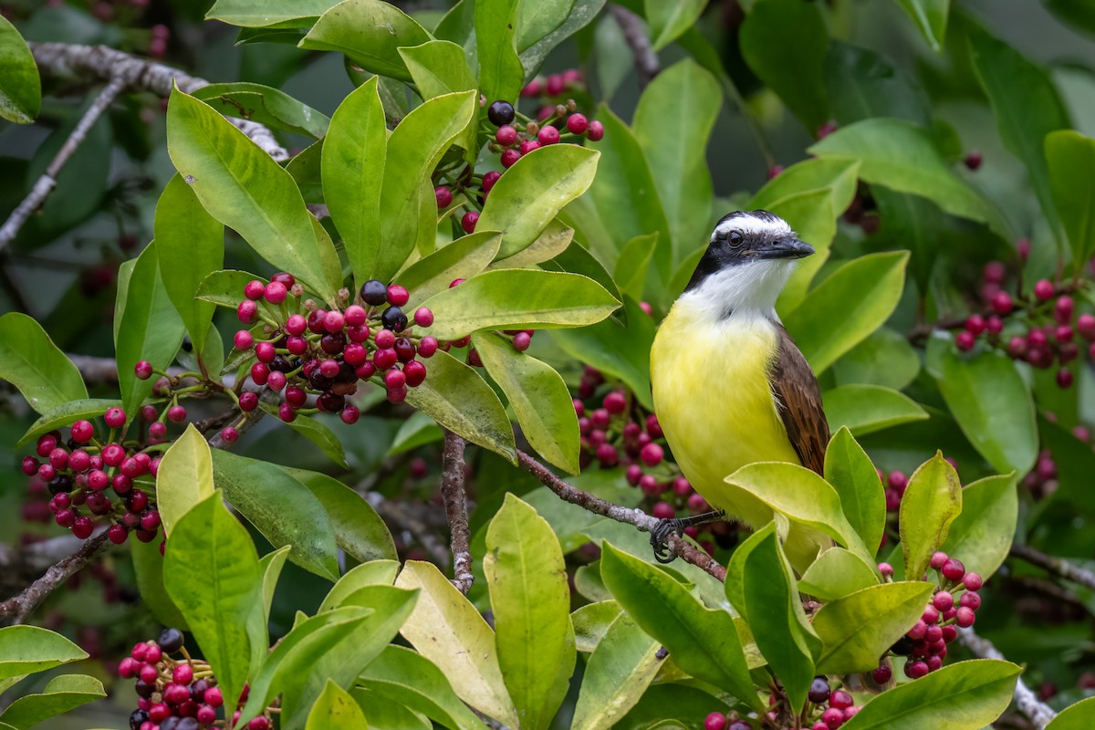 storkiskadi - ML647002102