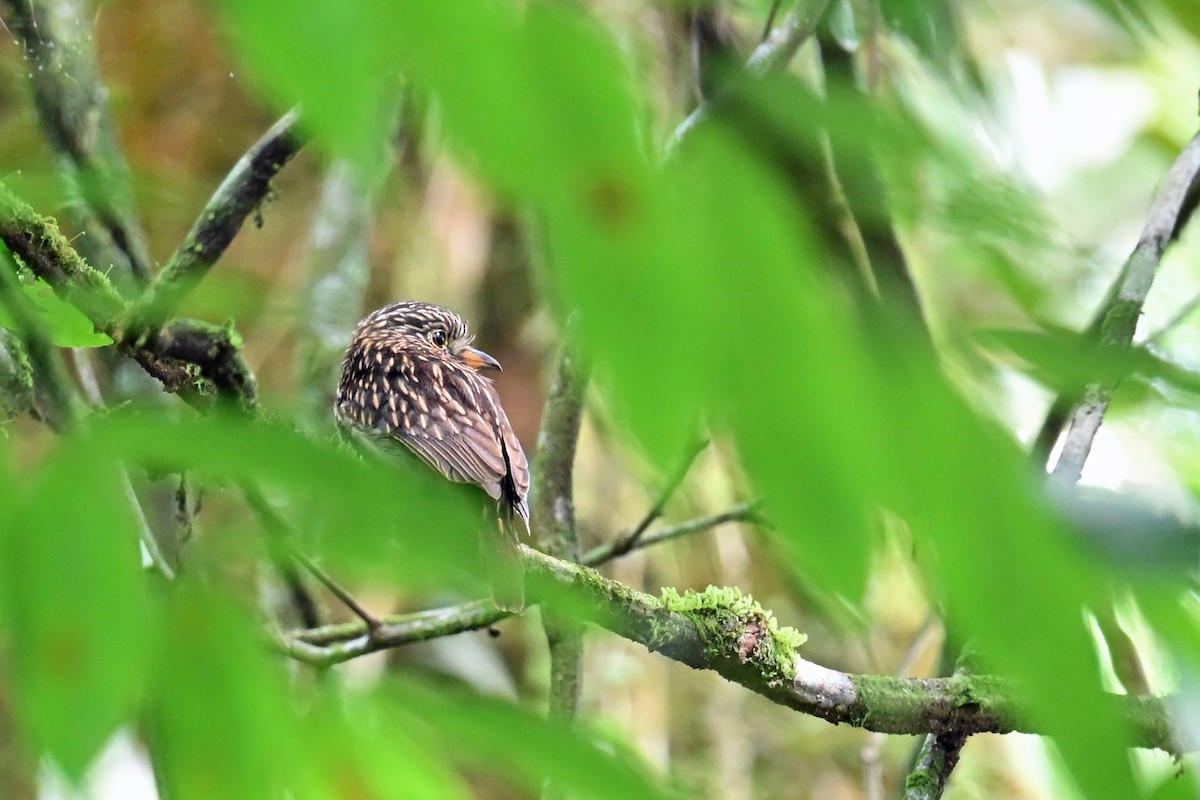 White-chested Puffbird - ML647002106