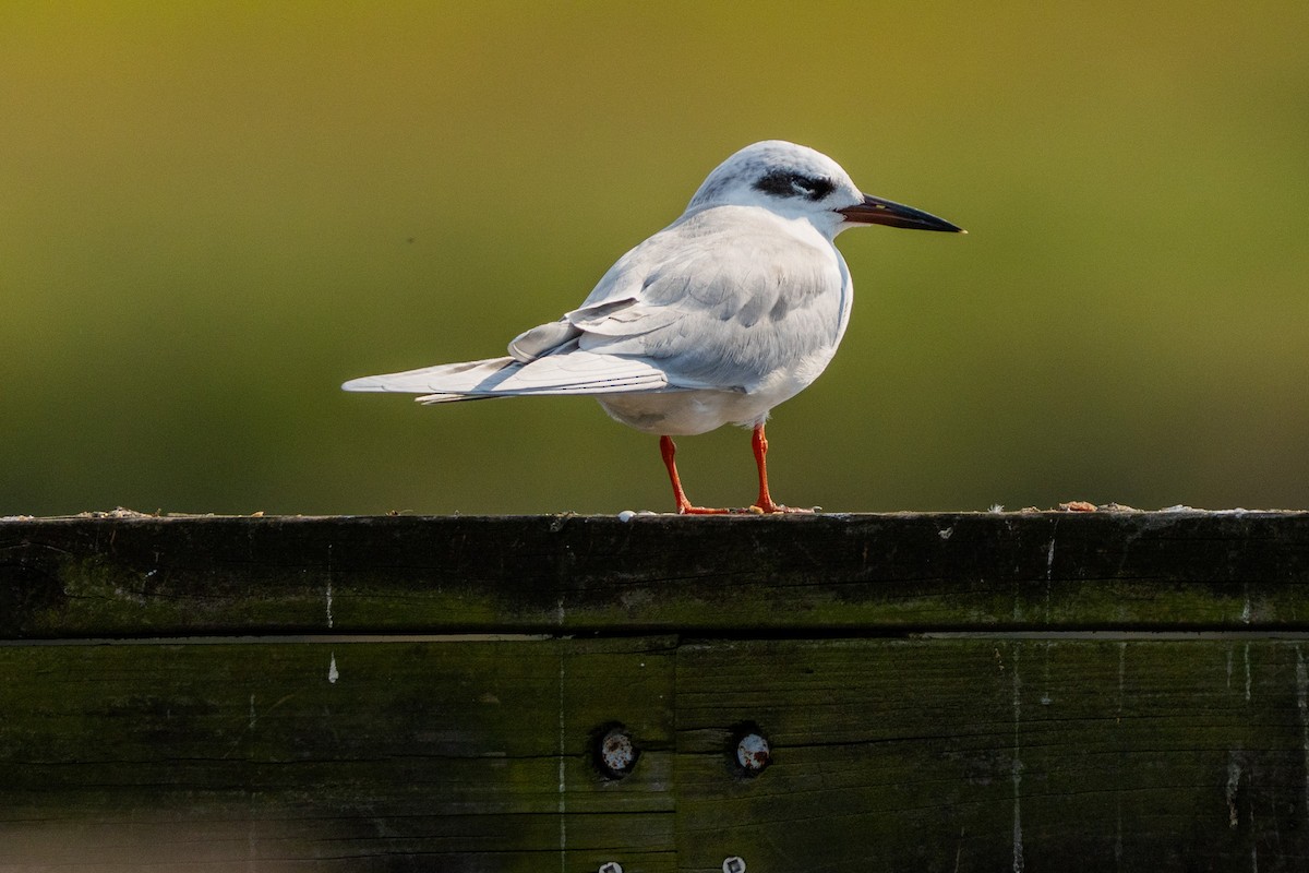 Forster's Tern - ML647002107