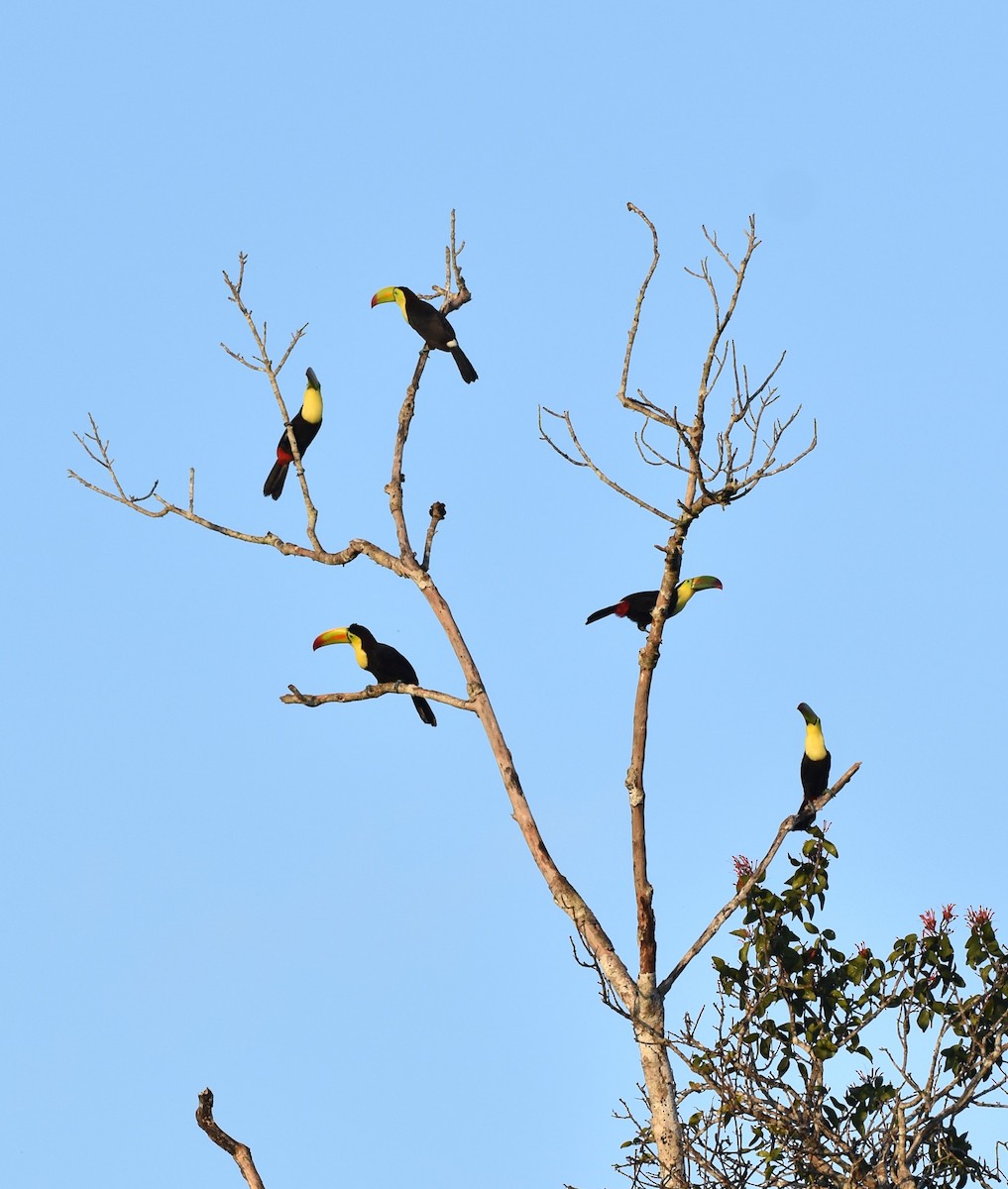 Keel-billed Toucan - ML647002109