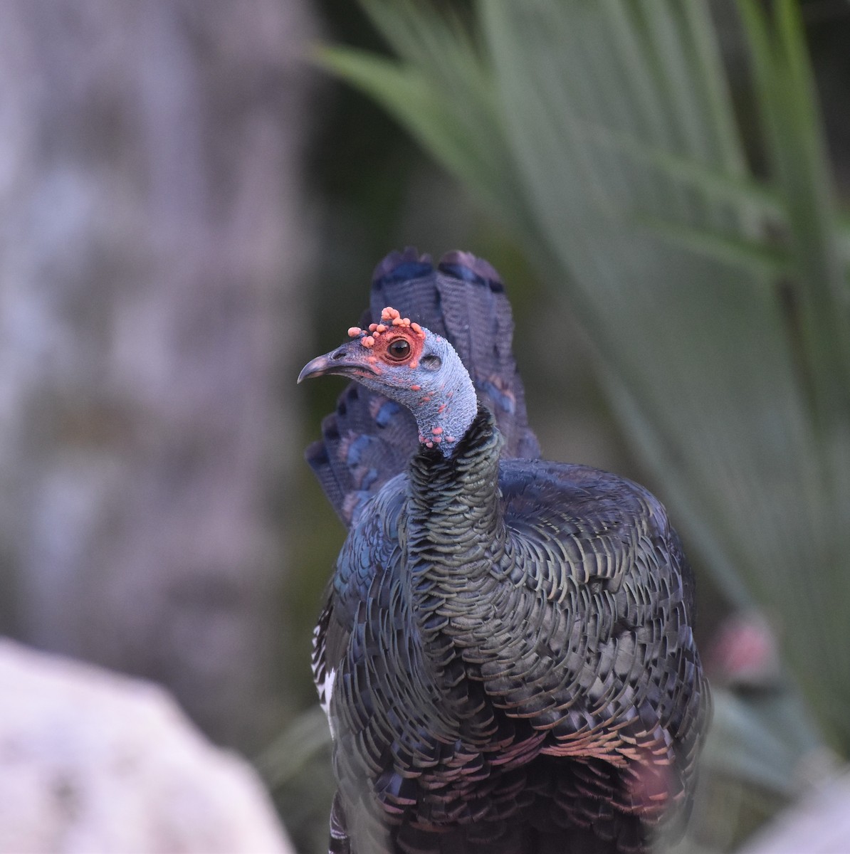 Ocellated Turkey - ML647002116