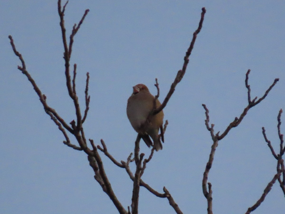 kjernebiter - ML647002118