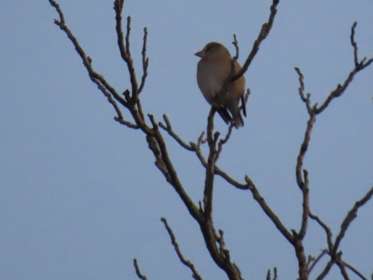 kjernebiter - ML647002119