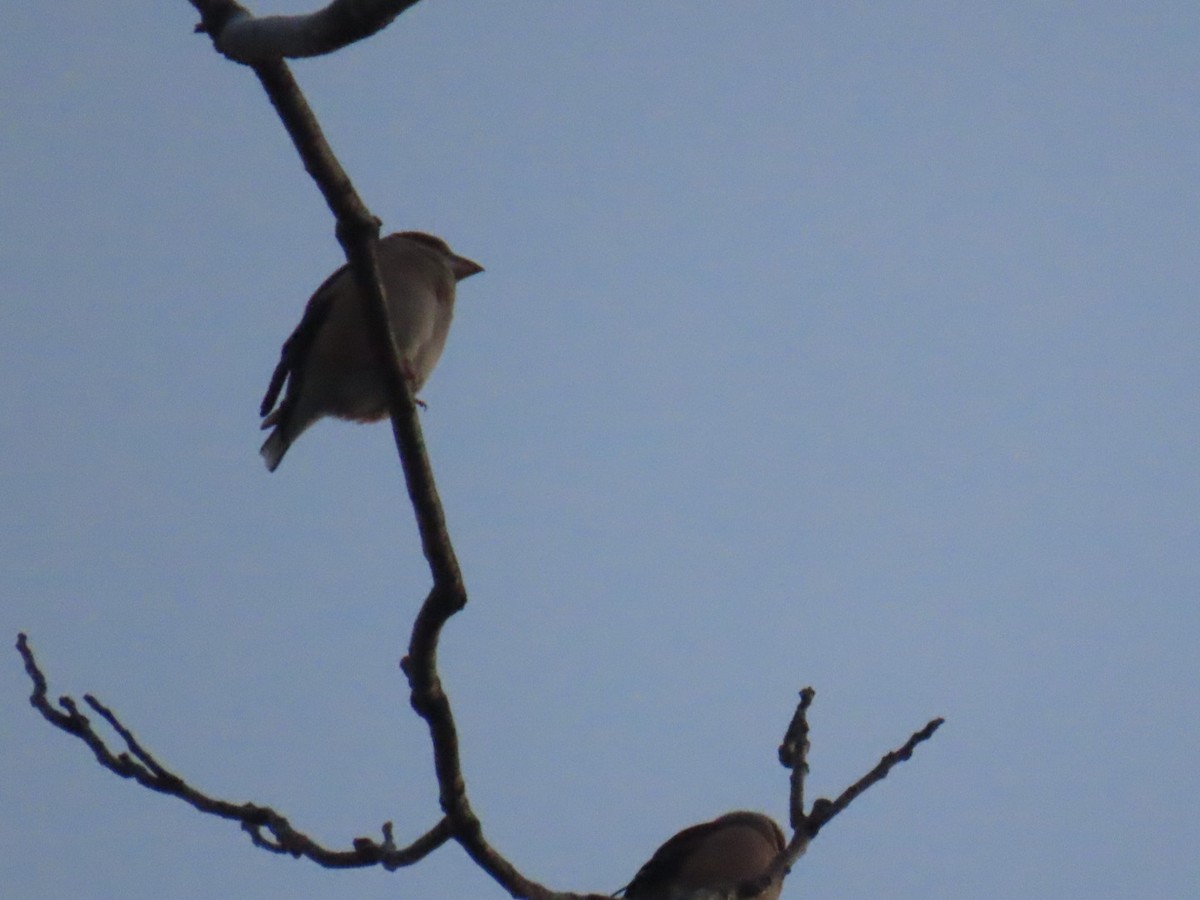 kjernebiter - ML647002120